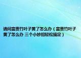 请问富贵竹叶子黄了怎么办（富贵竹叶子黄了怎么办 三个小妙招轻松搞定）
