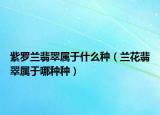 紫罗兰翡翠属于什么种（兰花翡翠属于哪种种）