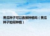 黄瓜种子可以直接种植吗（黄瓜种子如何种植）