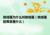 铁线莲为什么叫铁线莲（铁线莲的寓意是什么）
