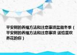 平安树的养殖方法和注意事项盆栽冬季（平安树的养殖方法和注意事项 送给喜欢养花的你）