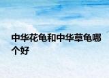 中华花龟和中华草龟哪个好