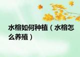 水榕如何种植（水榕怎么养殖）