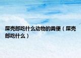 屎壳郎吃什么动物的粪便（屎壳郎吃什么）