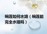碗莲如何水培（碗莲能完全水培吗）