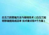 白玉兰的繁殖方法与栽培技术（白玉兰如何移栽提高成活率 技术要点有4个方面）