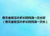 春天金枝玉叶多长时间浇一次水好（春天金枝玉叶多长时间浇一次水）