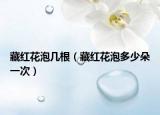 藏红花泡几根（藏红花泡多少朵一次）