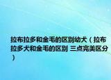 拉布拉多和金毛的区别幼犬（拉布拉多犬和金毛的区别 三点完美区分）