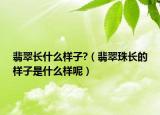 翡翠长什么样子?（翡翠珠长的样子是什么样呢）