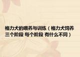 格力犬的喂养与训练（格力犬饲养三个阶段 每个阶段 有什么不同）