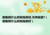 猕猴桃什么时候嫁接好,怎样嫁接?（猕猴桃什么时候嫁接好）