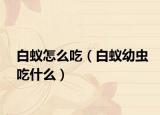 白蚁怎么吃（白蚁幼虫吃什么）