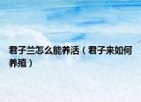 君子兰怎么能养活（君子来如何养殖）