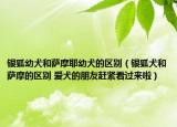 银狐幼犬和萨摩耶幼犬的区别（银狐犬和萨摩的区别 爱犬的朋友赶紧看过来啦）