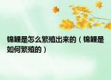 锦鲤是怎么繁殖出来的（锦鲤是如何繁殖的）