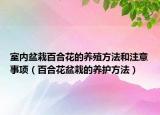 室内盆栽百合花的养殖方法和注意事项（百合花盆栽的养护方法）
