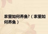 家里如何养鱼?（家里如何养鱼）