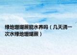 绿地珊瑚蕨能水养吗（几天浇一次水绿地珊瑚蕨）