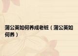 蒲公英如何养成老桩（蒲公英如何养）