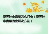 夏天种小青菜怎么打虫（夏天种小青菜有虫解决方法）