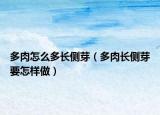 多肉怎么多长侧芽（多肉长侧芽要怎样做）