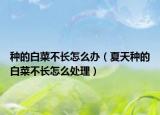 种的白菜不长怎么办（夏天种的白菜不长怎么处理）
