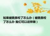 如果被跳蚤咬了怎么办（被跳蚤咬了怎么办 我们可以这样做）