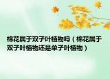 棉花属于双子叶植物吗（棉花属于双子叶植物还是单子叶植物）