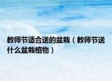 教师节适合送的盆栽（教师节送什么盆栽植物）