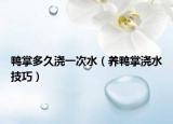 鸭掌多久浇一次水（养鸭掌浇水技巧）