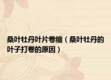 桑叶牡丹叶片卷缩（桑叶牡丹的叶子打卷的原因）