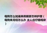 母狗怎么知道来例假要怎样护理（母狗来月经怎么办 主人应仔细观察）
