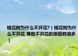 桂花树为什么不开花?（桂花树为什么不开花 导致不开花的原因有很多）