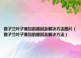 君子兰叶子耷拉的原因及解决方法图片（君子兰叶子耷拉的原因及解决方法）