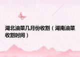 湖北油菜几月份收割（湖南油菜收割时间）