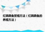红鹦鹉鱼繁殖方法（红鹦鹉鱼的养殖方法）