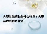 大型盆栽植物有什么特点（大型盆栽植物有什么）