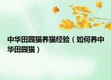 中华田园猫养猫经验（如何养中华田园猫）