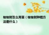 梭梭树怎么育苗（梭梭树种植方法是什么）