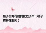 柚子树开花时间比橙子早（柚子树开花时间）