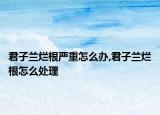 君子兰烂根严重怎么办,君子兰烂根怎么处理