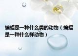蝙蝠是一种什么类的动物（蝙蝠是一种什么样动物）