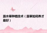 露水草种植技术（露草如何养才最好）