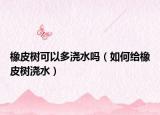 橡皮树可以多浇水吗（如何给橡皮树浇水）