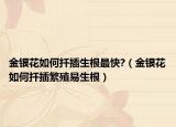 金银花如何扦插生根最快?（金银花如何扦插繁殖易生根）