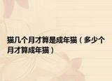 猫几个月才算是成年猫（多少个月才算成年猫）