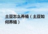 土豆怎么养殖（土豆如何养殖）