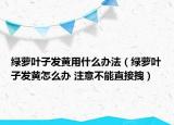 绿萝叶子发黄用什么办法（绿萝叶子发黄怎么办 注意不能直接拽）