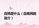 白鸠是什么（白斑鸠的简介）